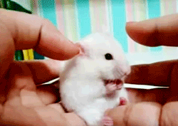 tumblr_lpbcj4Aeq71qaj5jro3_250 tumblr_lpbcj4Aeq71qaj5jro3_250