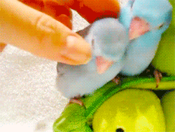 tumblr_lxanblEseN1r2wrwho8_r1_250 tumblr_lxanblEseN1r2wrwho8_r1_250