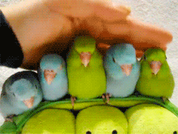 tumblr_lxanblEseN1r2wrwho9_r1_250 tumblr_lxanblEseN1r2wrwho9_r1_250