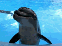 tumblr_lzlz03tdzS1r7guhqo1_250 Tu crois que j'ai envie de jouer avec toi dans l'eau ? Nonononononon.