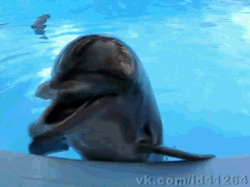 tumblr_lzlz03tdzS1r7guhqo2_250 Par contre j'ai bien envie de t'attaquer au fond de la piscine. Ouiouiouiouiouioui.