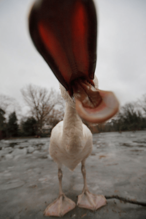 KWAK KWAK