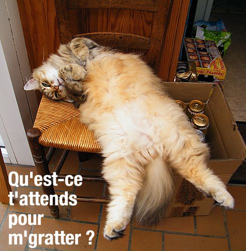 chat flemmard