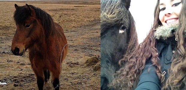 chevaux chevaux