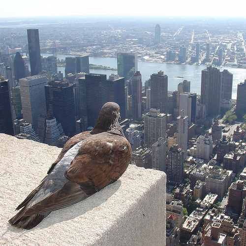 Garde espoir : un jour, petit pigeon dominera le monde.