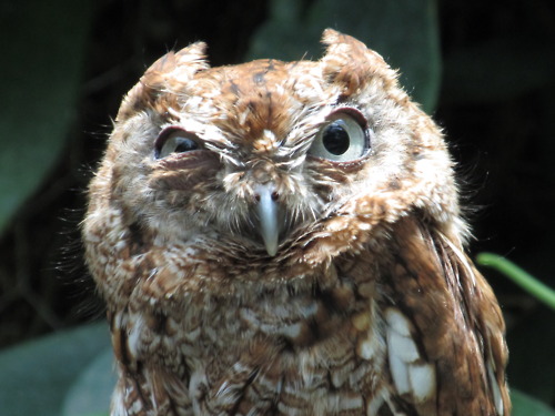 owl1 C'est à moi qu'tu parles ?!