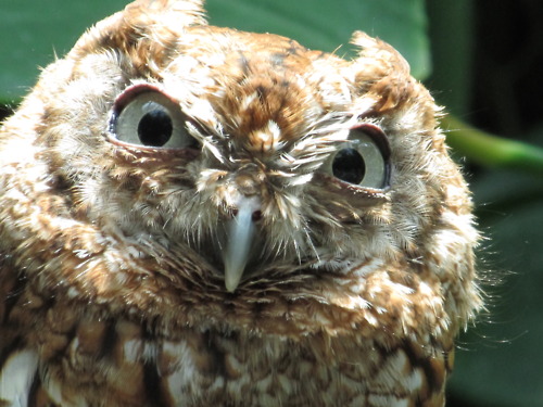 owl2 C'est à MOI qu'tu parles ???!!!
