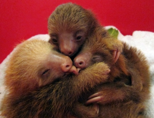 slothshug slothshug