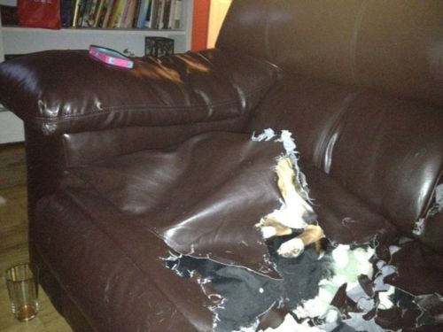 anotherdog Quoi ? Non, ce n'est pas moi.