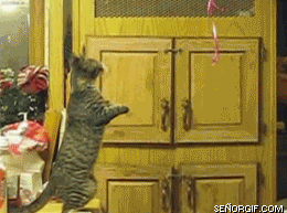 catgifpage96 catgifpage96