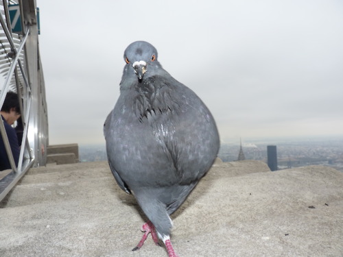 pigeonmodel