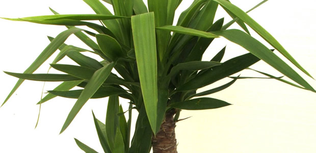 yucca-plante