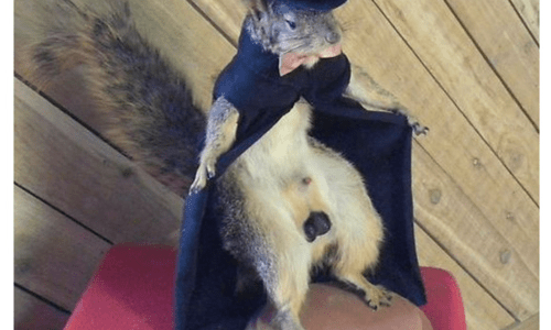 taxidermy Un joli écureuil empaillé