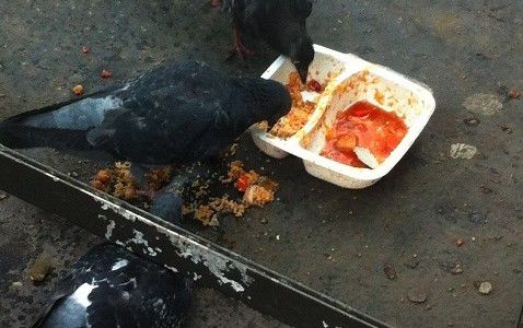 Pigeon Pigeon