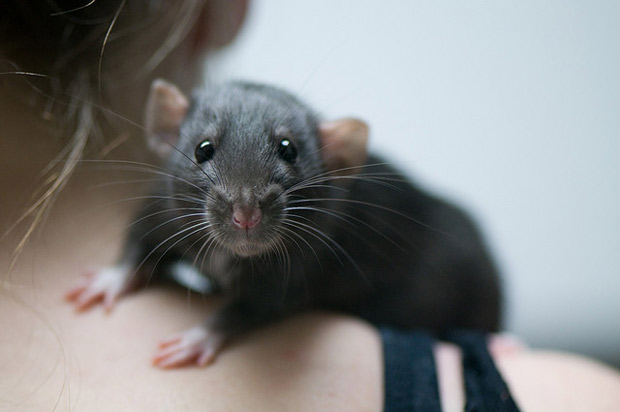 rat