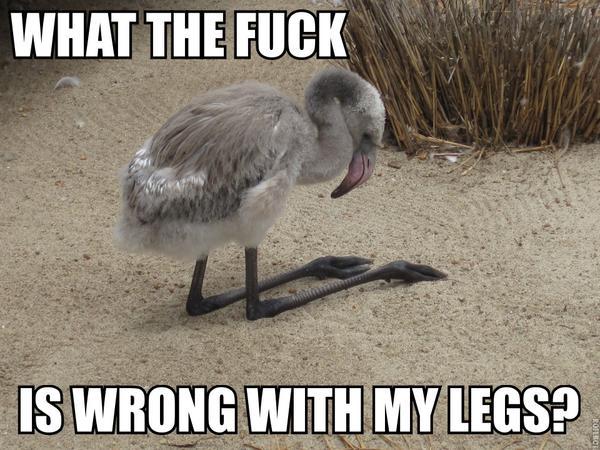 Putain, quel est le problème avec mes jambes ?