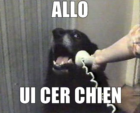 allouicerchien