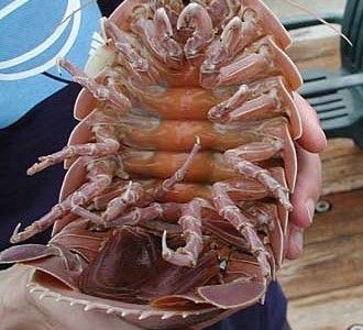 bathynomusgrosfilsdepute bathynomusgrosfilsdepute