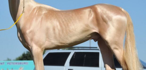 horseeyyyy horseeyyyy