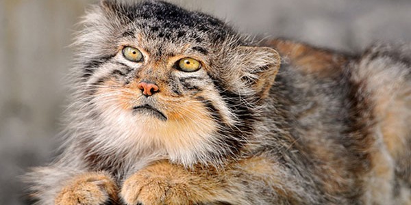 5 Animaux Qui Feraient De Bonnes Super Heroines Madmoizelle