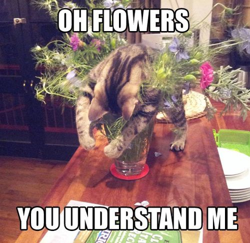 Oh, les fleurs. Vous me comprenez si bien.