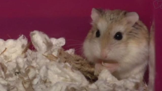 cute-show-hamsters