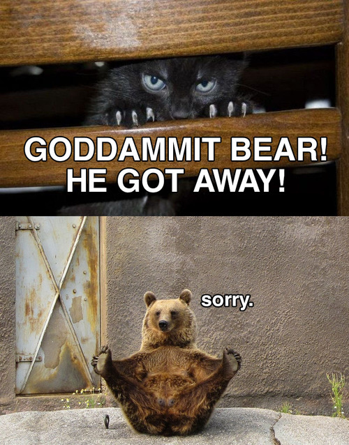 Bon sang ours ! Il s'est échappé !