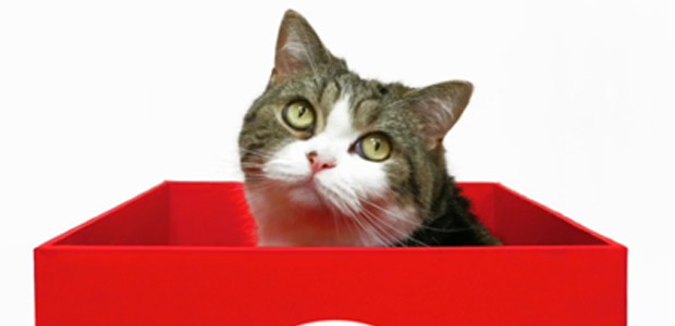 Maru2 Tu as perdu mais tu ne peux pas m'en vouloir parce que je suis vraiment trop mignon!