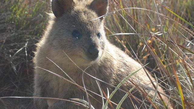 quokka-animaux-australiens