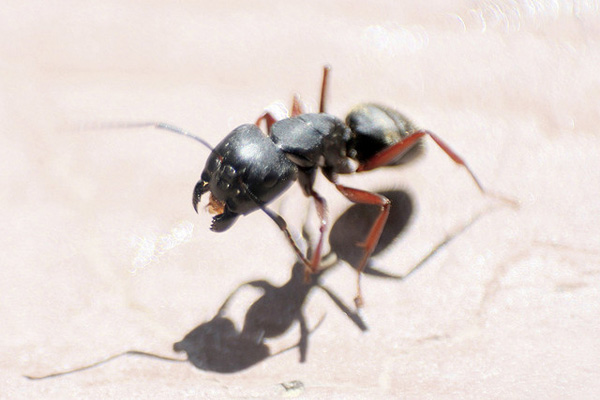 carpenterant