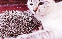 tumblr_m8eu1jVGXI1rqsyz6o3_250 tumblr_m8eu1jVGXI1rqsyz6o3_250