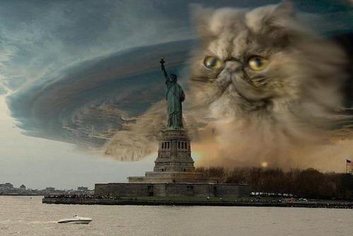 catstorm