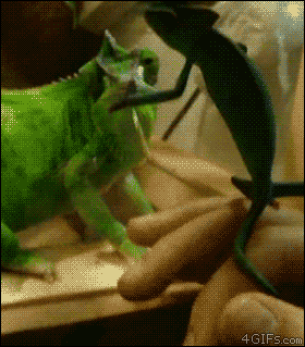 tumblr_mbyvfyQ13V1qdlh1io1_400 tumblr_mbyvfyQ13V1qdlh1io1_400