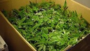 colorado-etat-washington-legalisation-cannabis-180×124