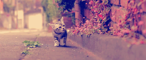 tumblr_m24g3r4Cxo1qjbp91o1_500 tumblr_m24g3r4Cxo1qjbp91o1_500