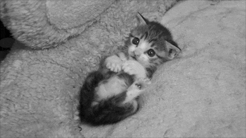tumblr_m4jy5rztFT1r2h6ioo1_500 tumblr_m4jy5rztFT1r2h6ioo1_500