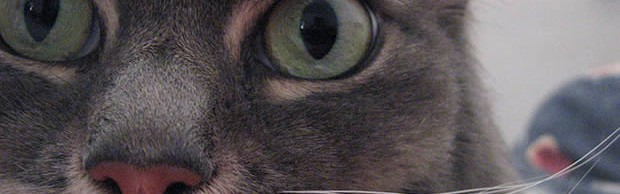 chat-regard-flippant chat-regard-flippant