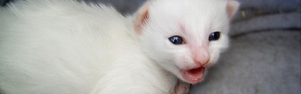 kittycat kittycat