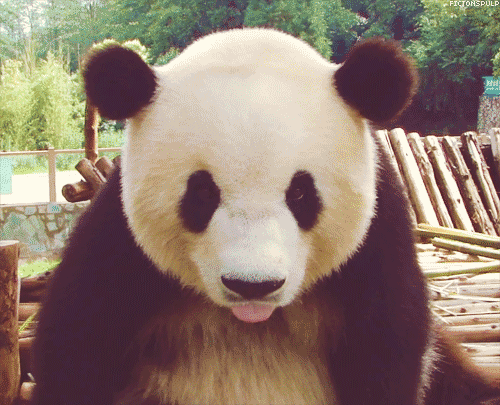 tumblr_mducsw0iGk1rnjgkko1_500 tumblr_mducsw0iGk1rnjgkko1_500