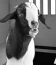 where-is-my-goat-180×124