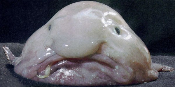 blob blob