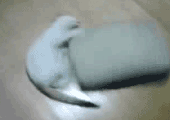 mfNsH mfNsH