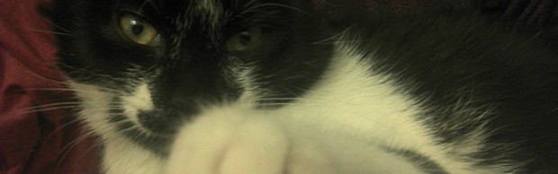 adopter un chaton mignon patoune