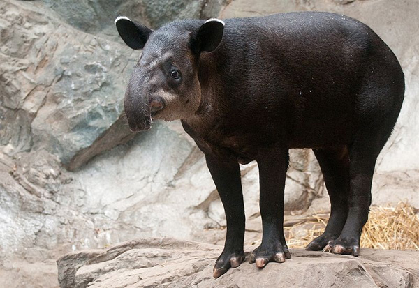 tapirphallique