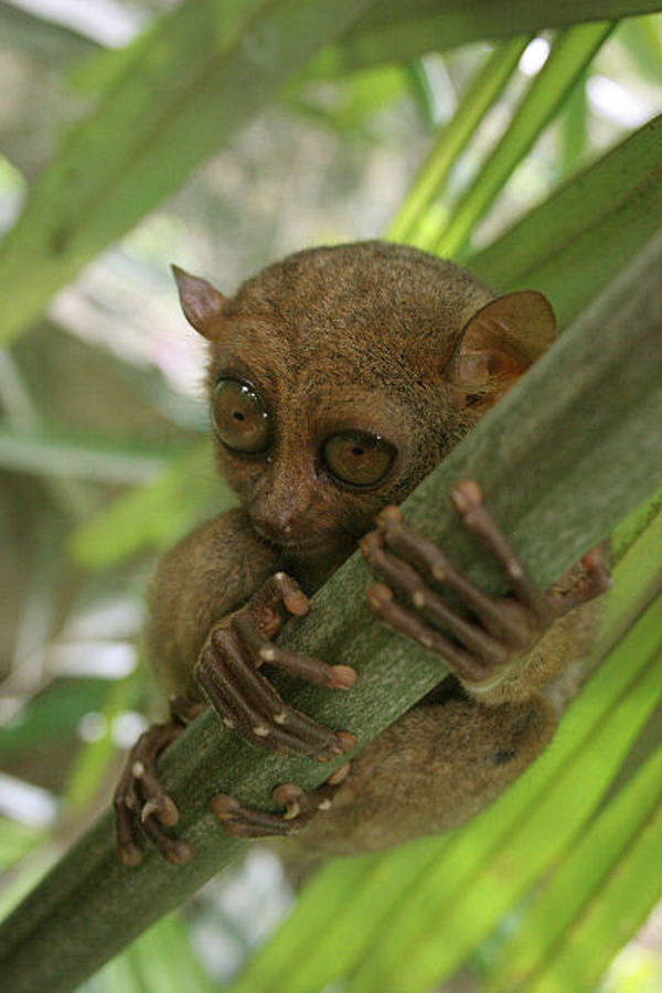 tarsier tarsier