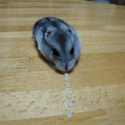 tumblr_mesljz57OE1qzracxo1_250 tumblr_mesljz57OE1qzracxo1_250