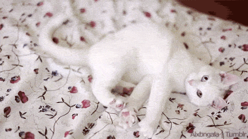 tumblr_mfgenvtQAF1qbxi45o1_500 tumblr_mfgenvtQAF1qbxi45o1_500