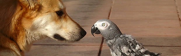 animaux animaux