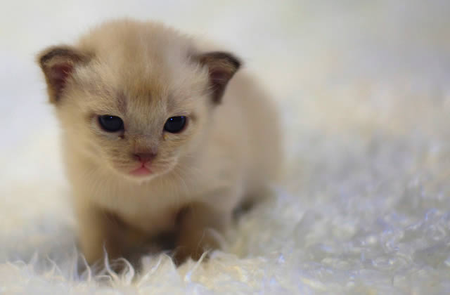 Pourquoi Les Animaux Mignons Nous Rendent Ils Dingues