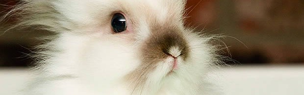 bunny bunny